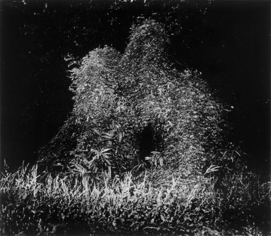 山村雅昭写真集 植物に （Plants 植物に by Gasho Yamamura 山村