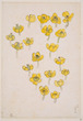 Sketch of Kohone Flowers, Midoro-ga-ike Pond