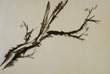 Branch