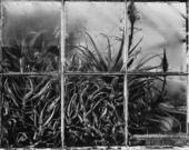 Honjou from "Picture Show"