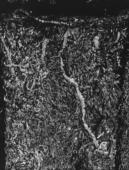 Scrap Iron, Tokyo from "The Map"